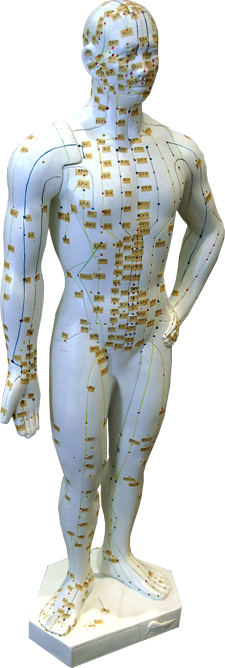 Acupuncture points on human model